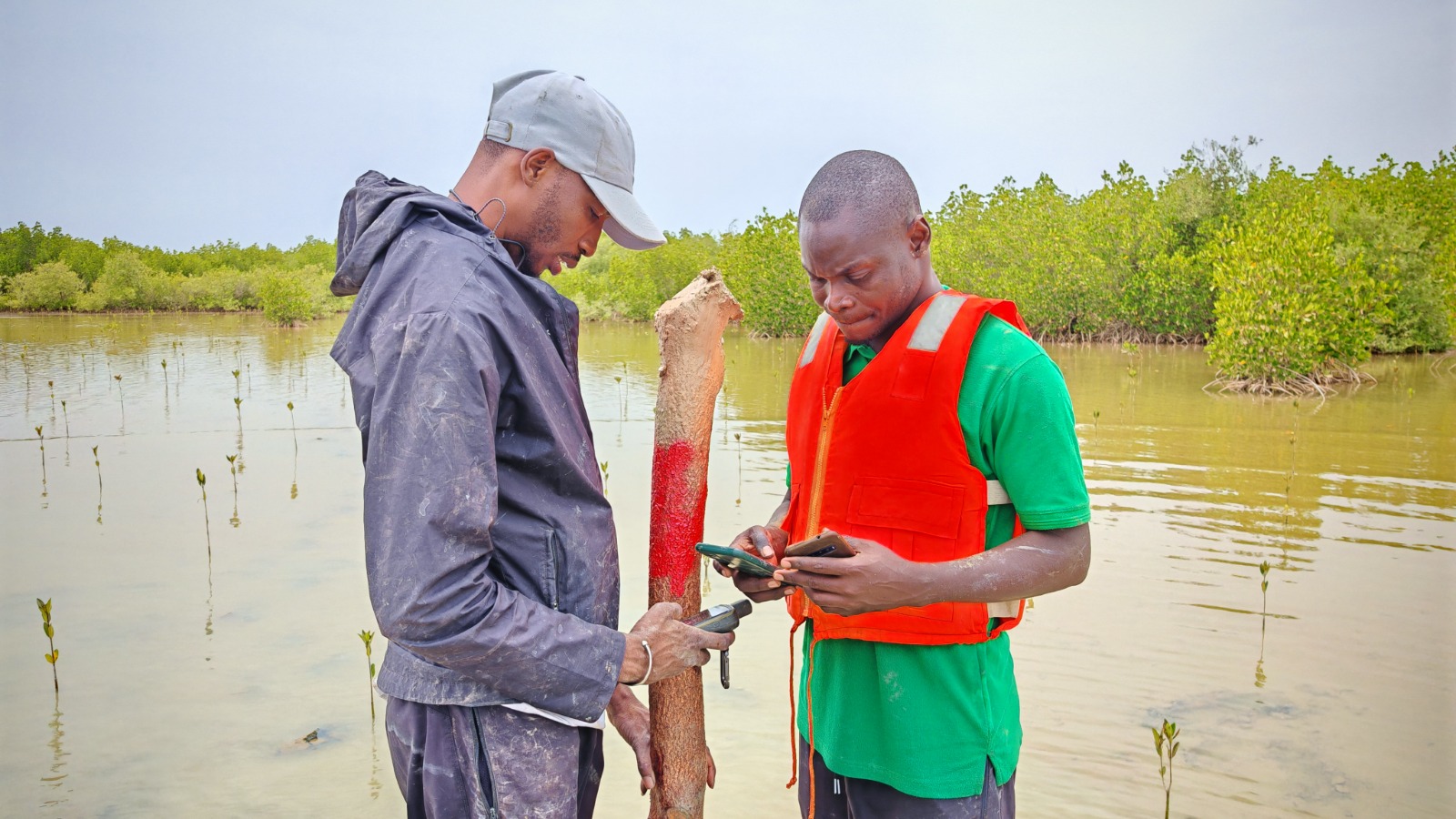 installation de placettes permanentes pour le suivi de reboisement du projet ABC Mangrove Sénégal